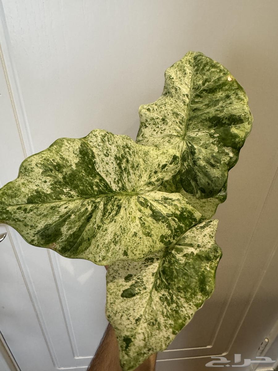 نبات الوكاسيا64565856391042114