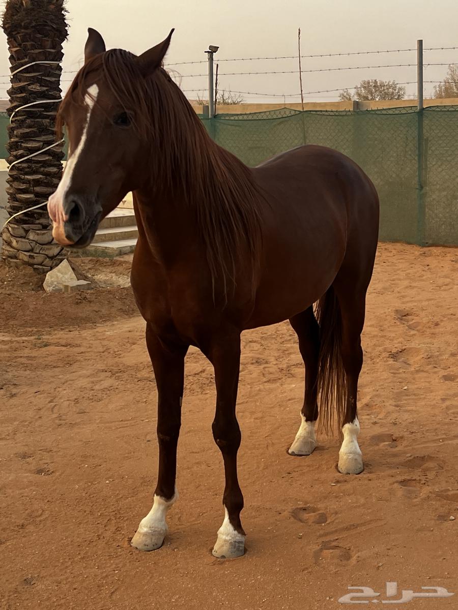 حصان للبيع64459806474754110