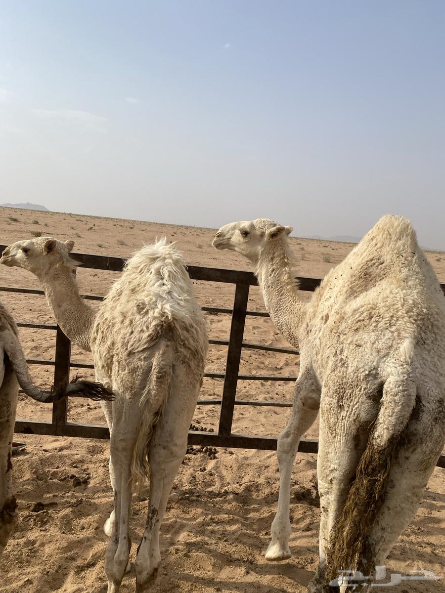 حشو للبيع64567392797313114