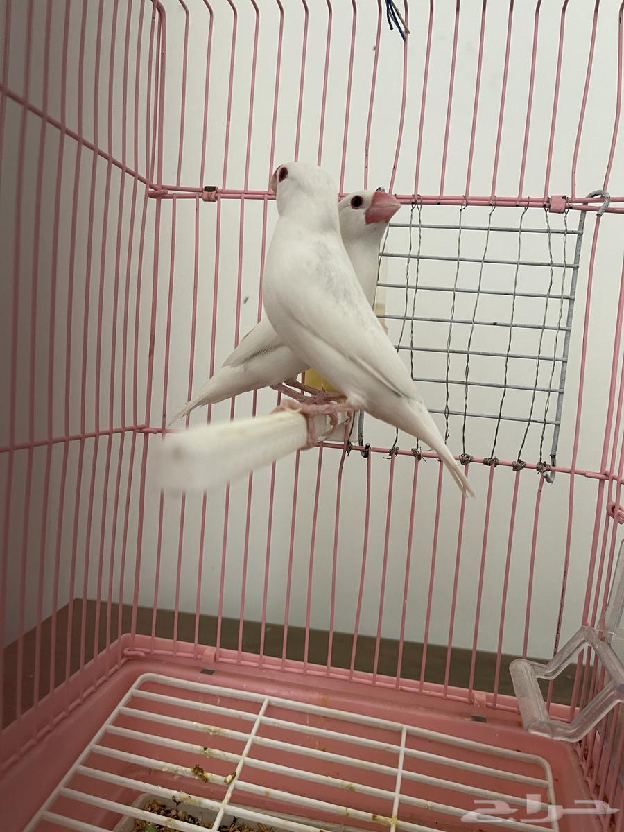 جوز جاوا البينو فاخر64516964390403112