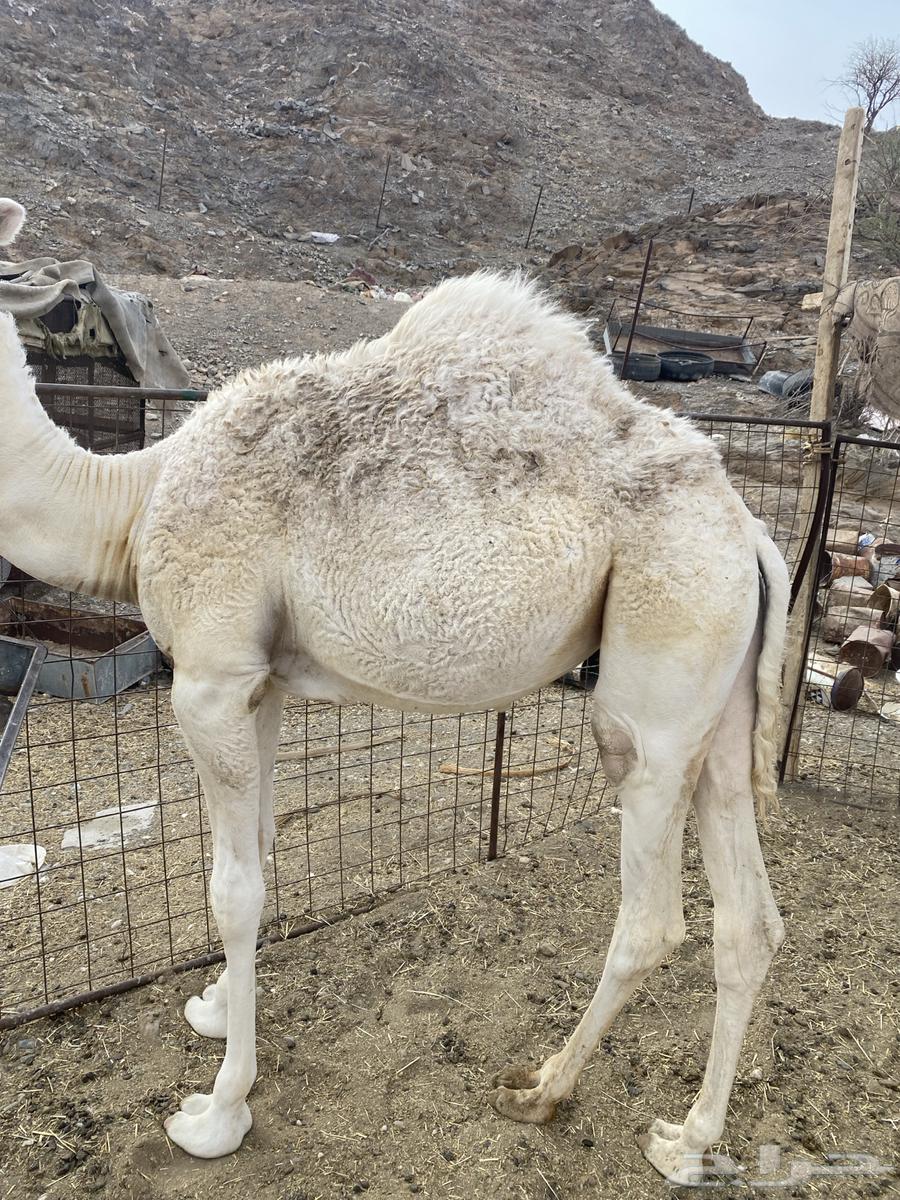 للبيع بكار64568252503681114