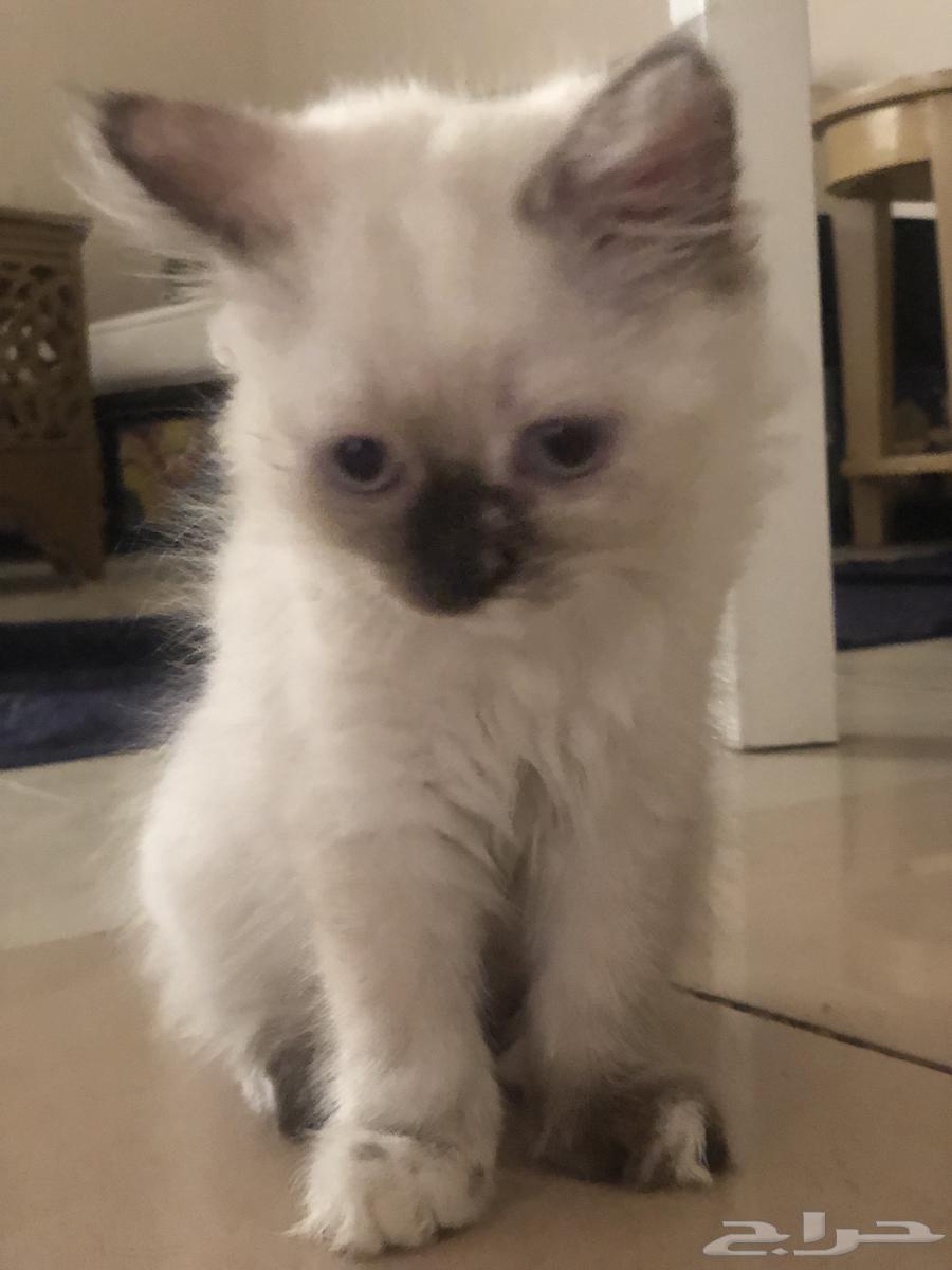 قطط هملايا للبيع64566479368835111