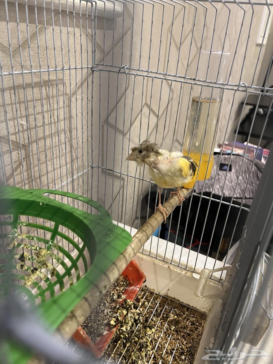 كناري انثى للبيع64568348095105111