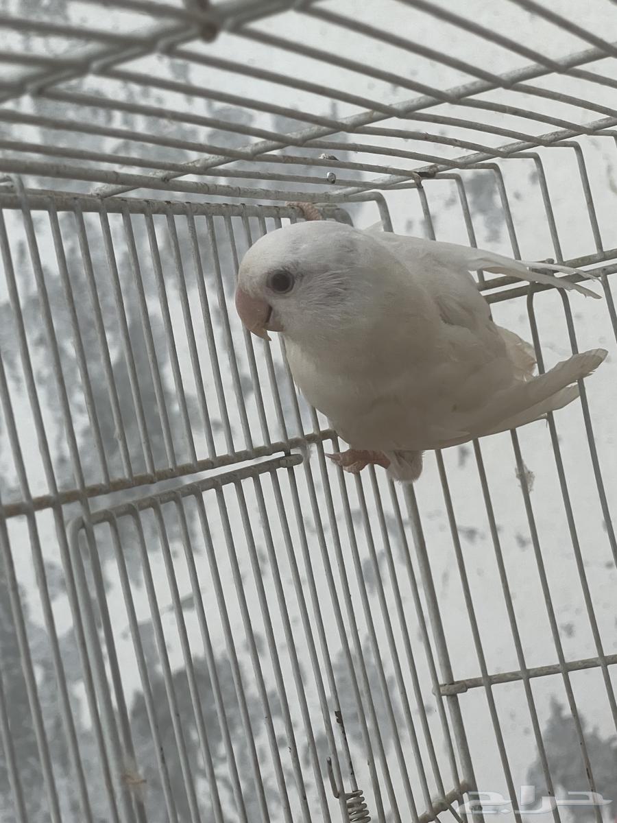 طيور روز للبيع (البينو   باليد اوبلاين)64564268237825112