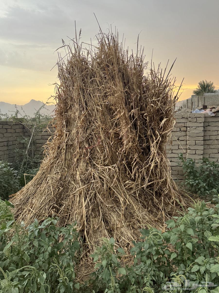 علف ذره بيضاء64568423478913114