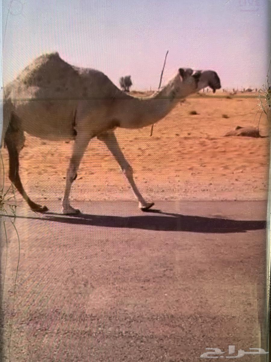 لقحه ثنو رمانيه64565801102593110