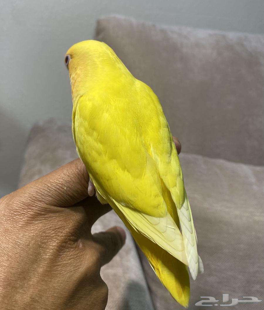 طير روز اليف وهدد ( تم البيع )64569916761859113