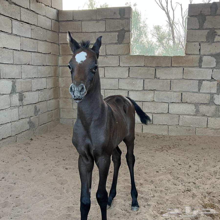 للبيع فرس شعبيه ومهر64571038616963113