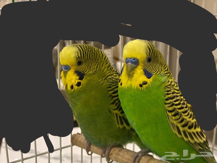 طيور البادجي السعر 170 مع قفص64563785192067110