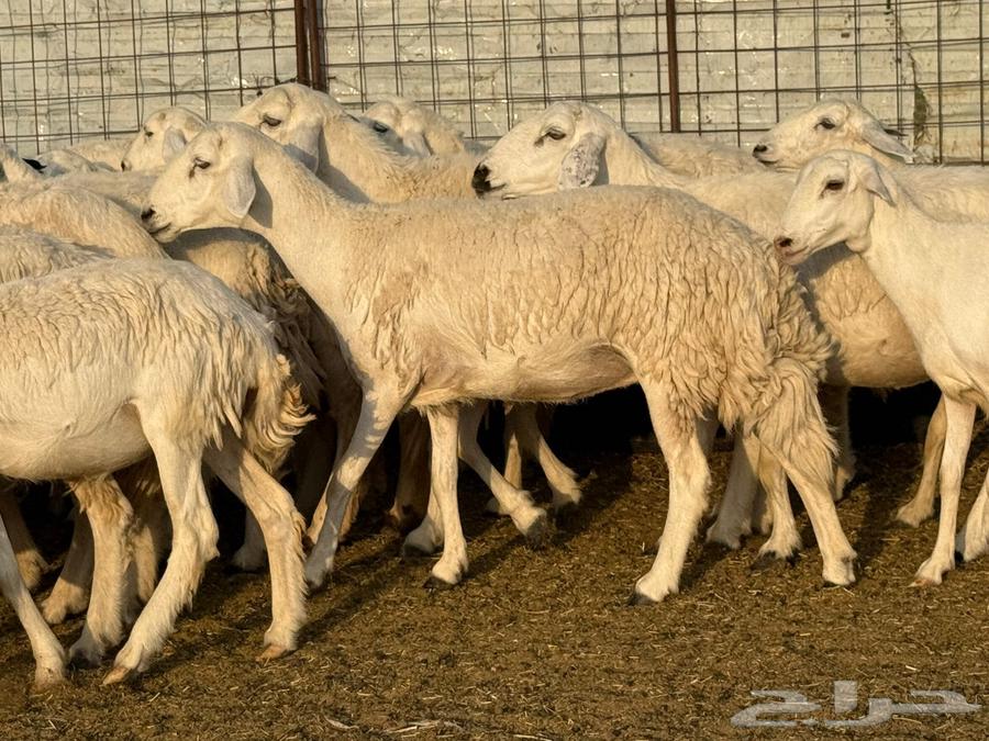 Sale of a flock of sheep64569179091459112