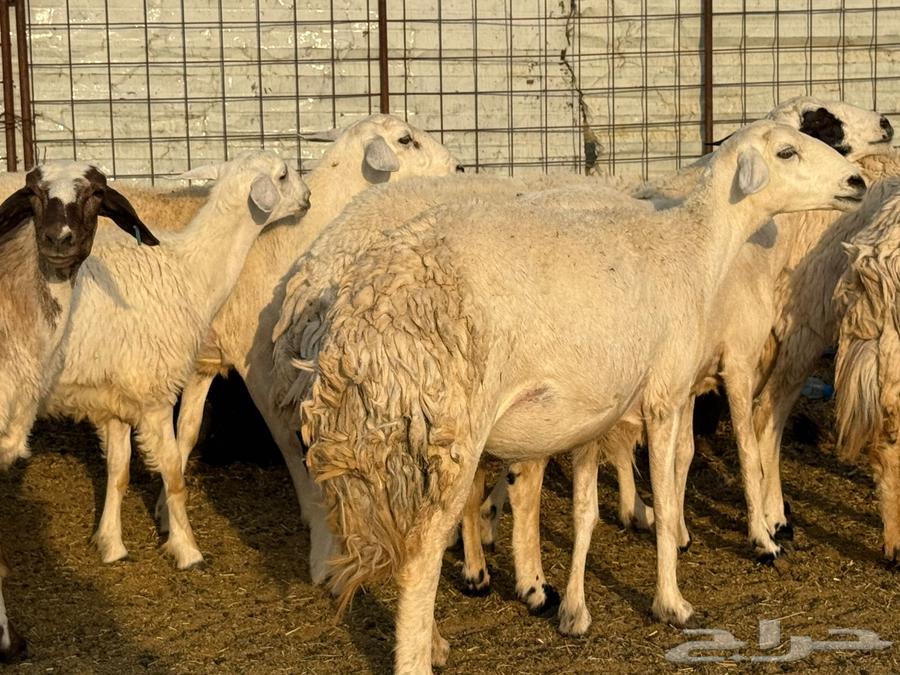 Sale of a flock of sheep64569179091459114