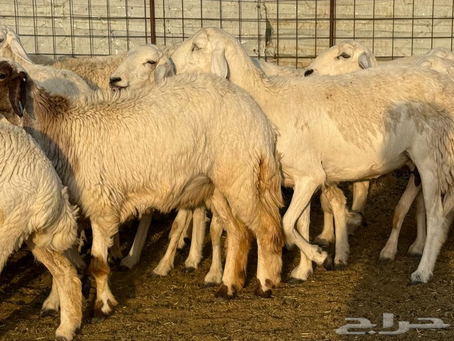 Sale of a flock of sheep64569179091459113