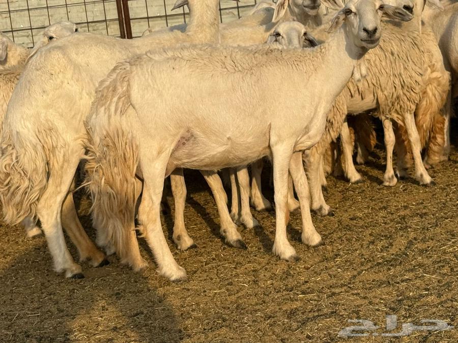 Sale of a flock of sheep64569179091459111