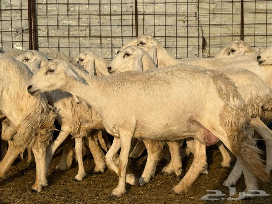 Sale of a flock of sheep64569179091459110