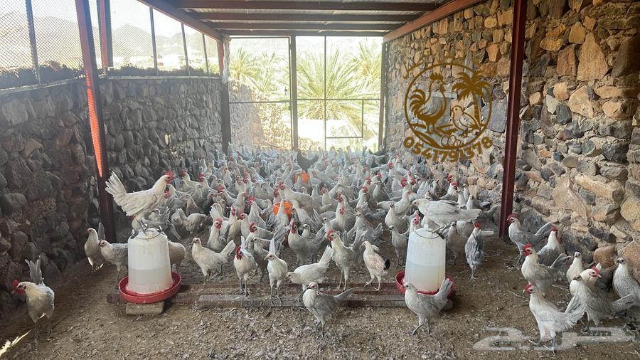 Dewk Feyoumi64564698780162111