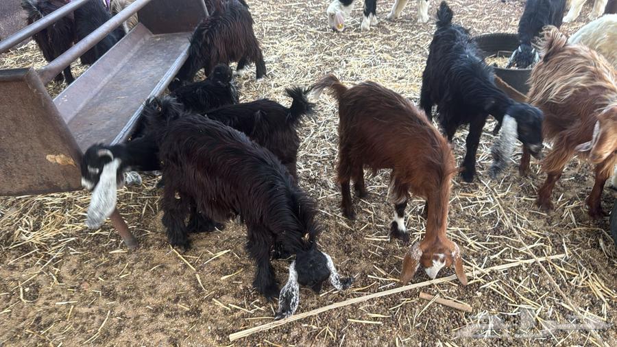 جفار للبيع64569029445890110