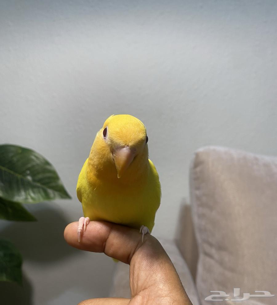 طير روز اليف وهدد ( تم البيع )64569916761859112