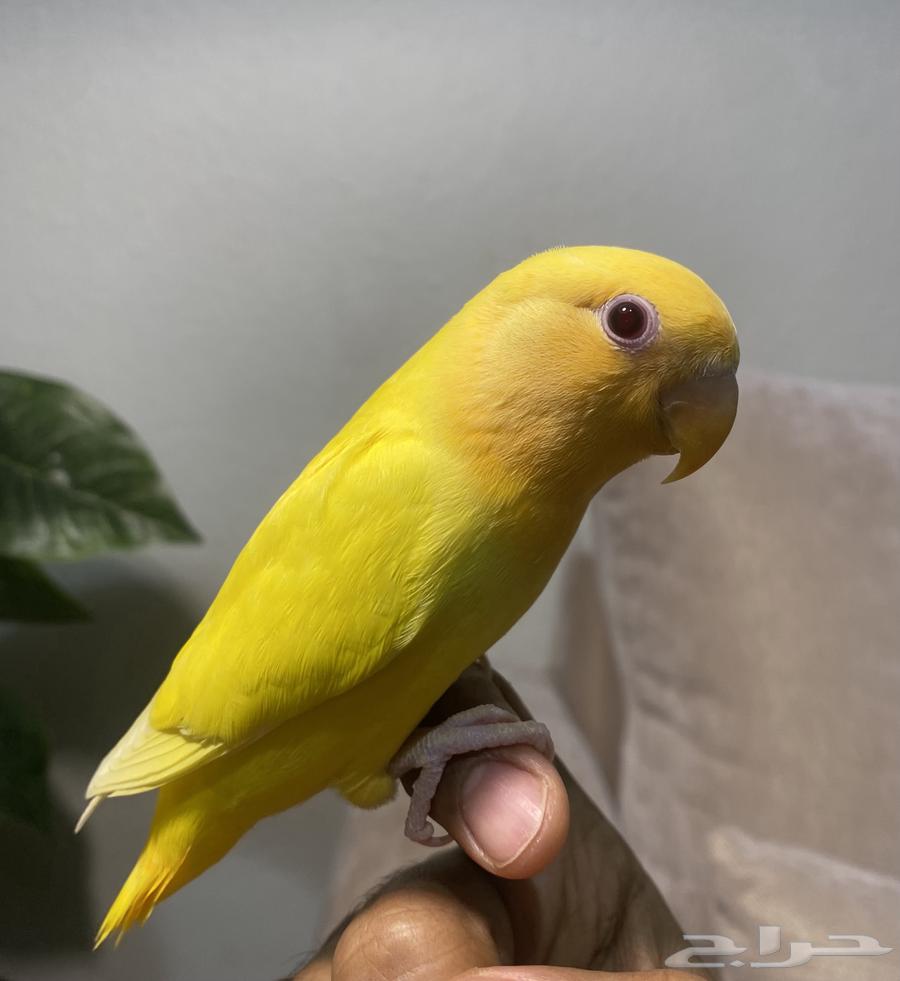 طير روز اليف وهدد ( تم البيع )64569916761859110