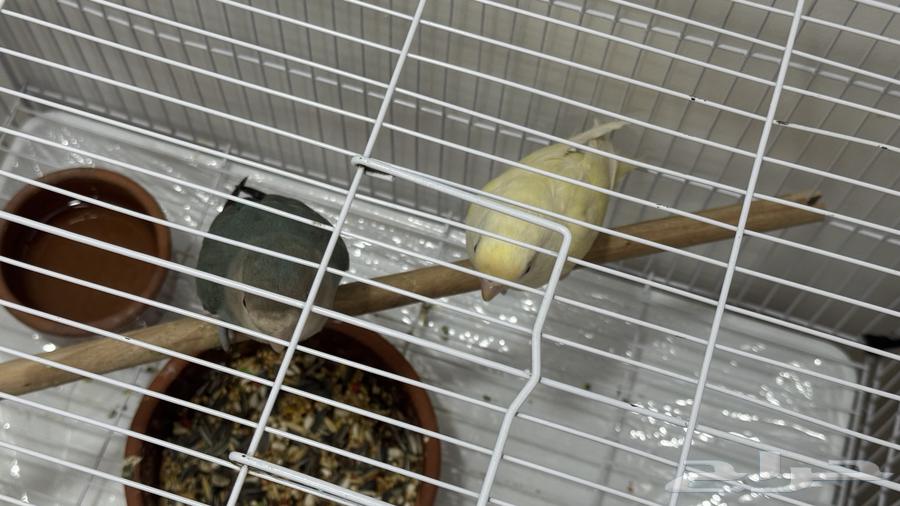 للبيع زوج روز الذكر اليف لونهم مميز64529405514371112