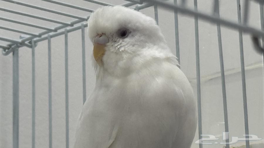 للبيع زوج بادجي البينو عيون حمر64481264349441113