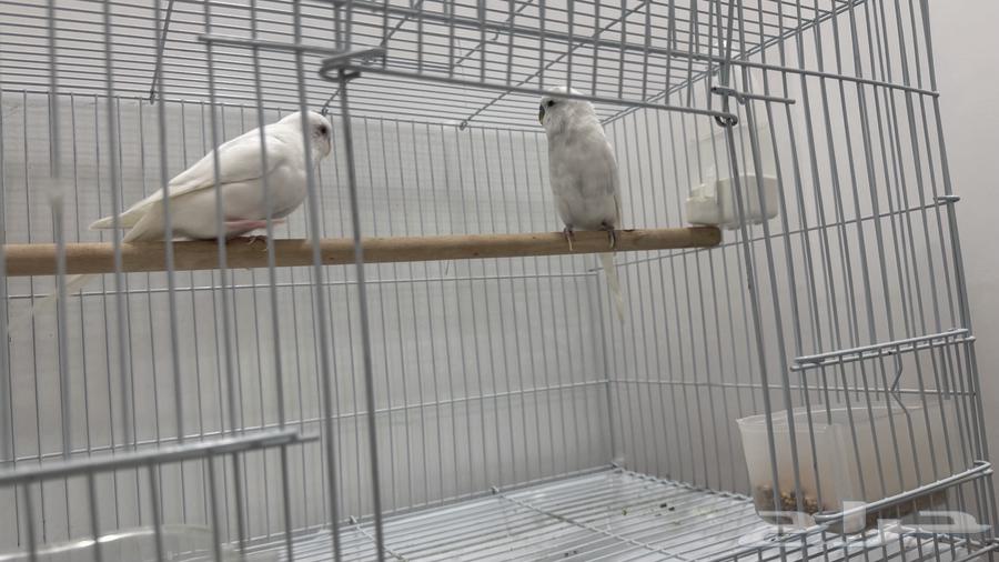 للبيع زوج بادجي البينو عيون حمر64481264349441110