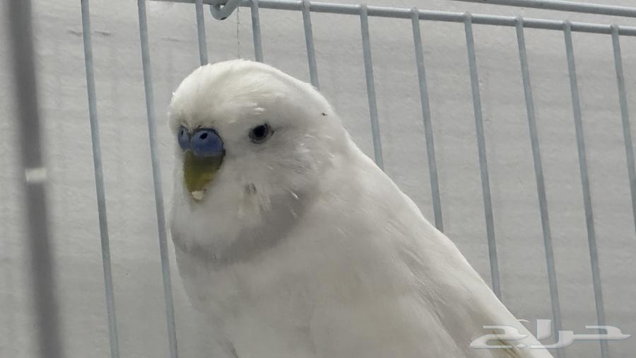 للبيع زوج بادجي البينو عيون حمر64481264349441112