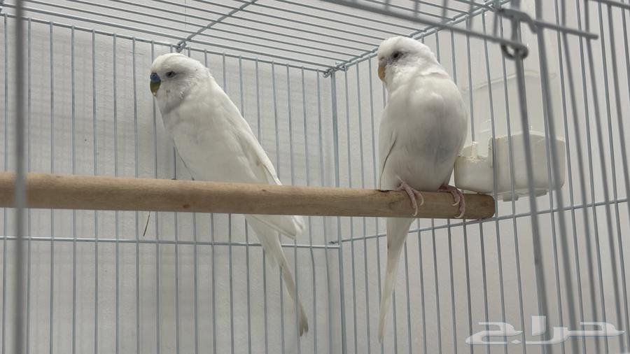 للبيع زوج بادجي البينو عيون حمر64481264349441111