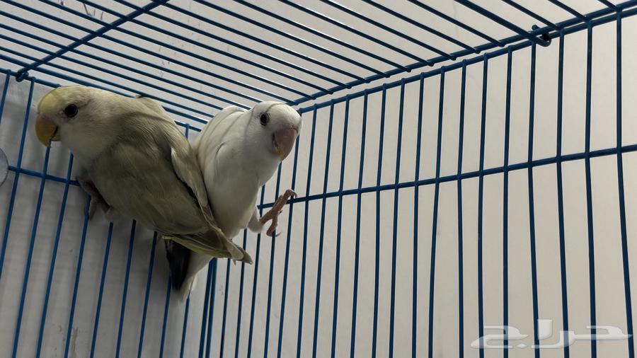 للبيع زوج روز البينو64403916631682114