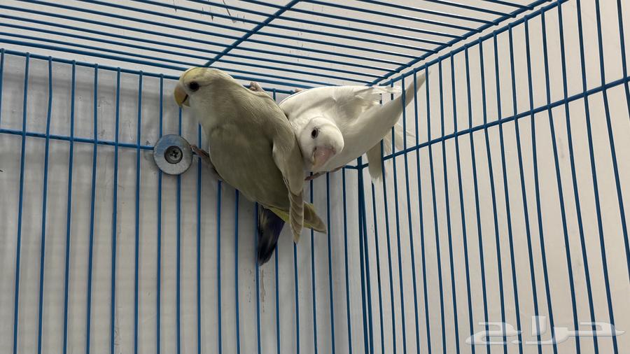 للبيع زوج روز البينو64403916631682110