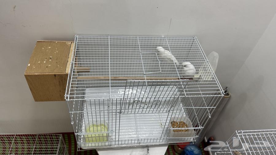 للبيع زوج بادجي البينو عيون حمر64481264349441114