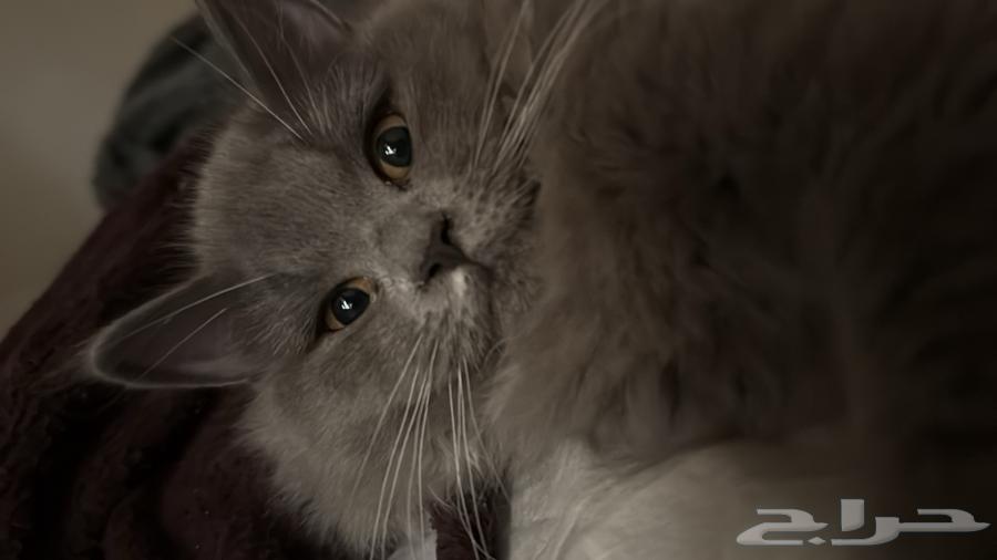 بسه لونها رمادي العمر 4 شهور64563391925121111