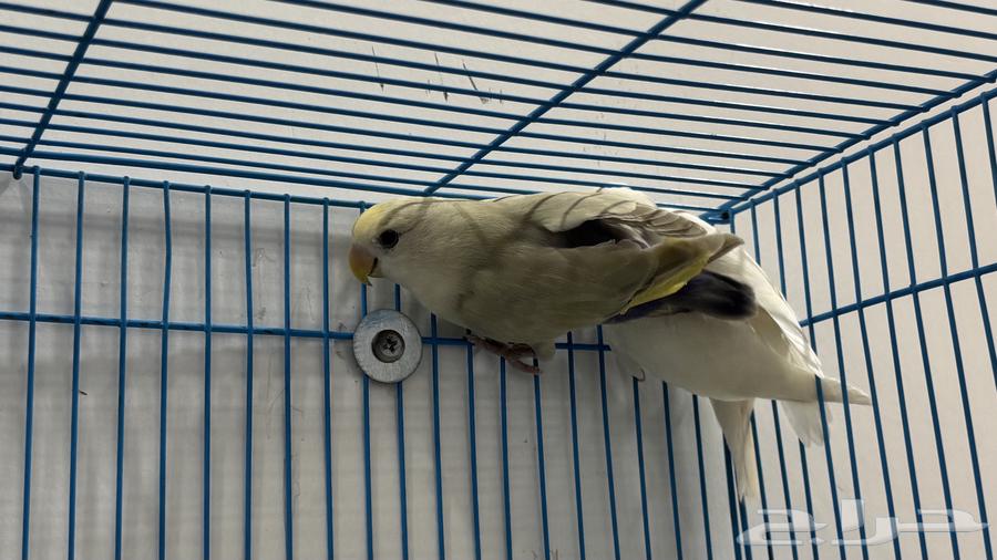 للبيع زوج روز البينو64403916631682113