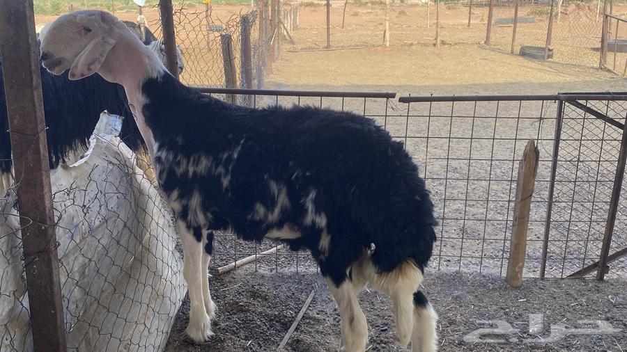 فحل نجدي ثني مشروط ((تم البيع))64571217354242111