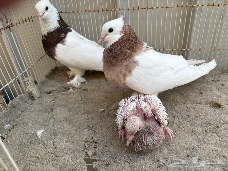 ايراني مطوق بانتاجه64568523432962113