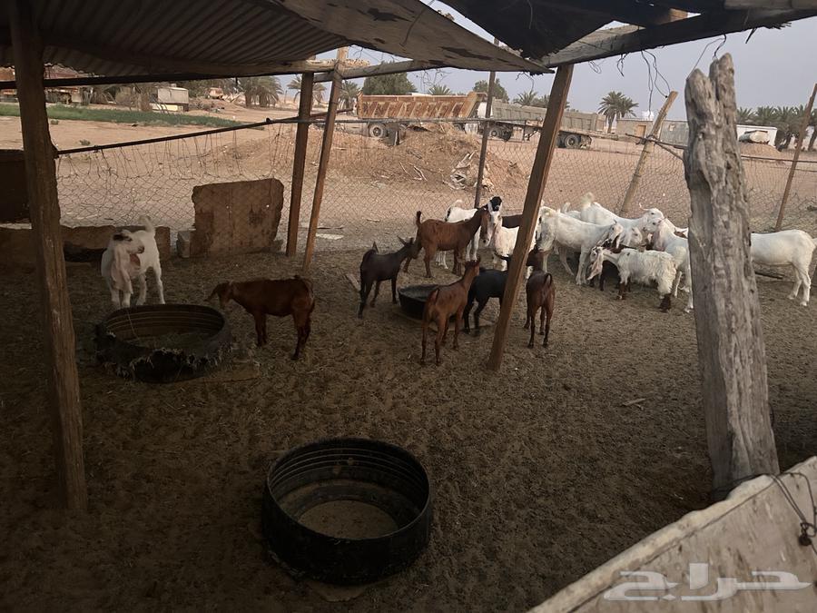 تيوس للبيع64565409934851112