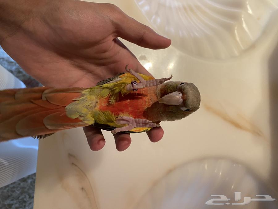 كنيور أناناسي هادئ وأليف للبيع(على السوم)64567600563330112