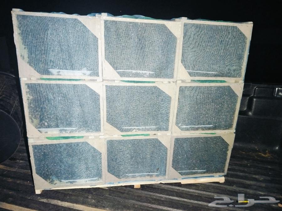 متوفر نحل بفضل الله يوميا64564615525249112