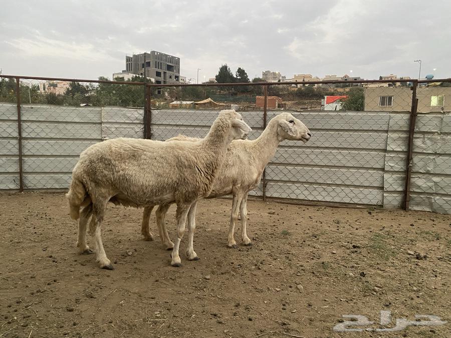 ضان للبيع64570860011393113