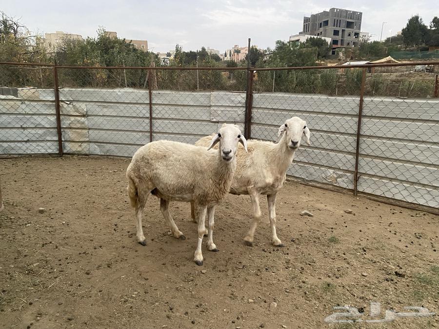 ضان للبيع64570860011393110