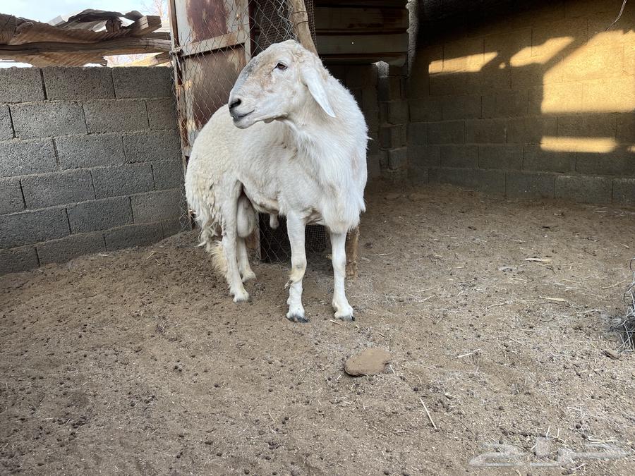 Fahel Houri64568633060737112