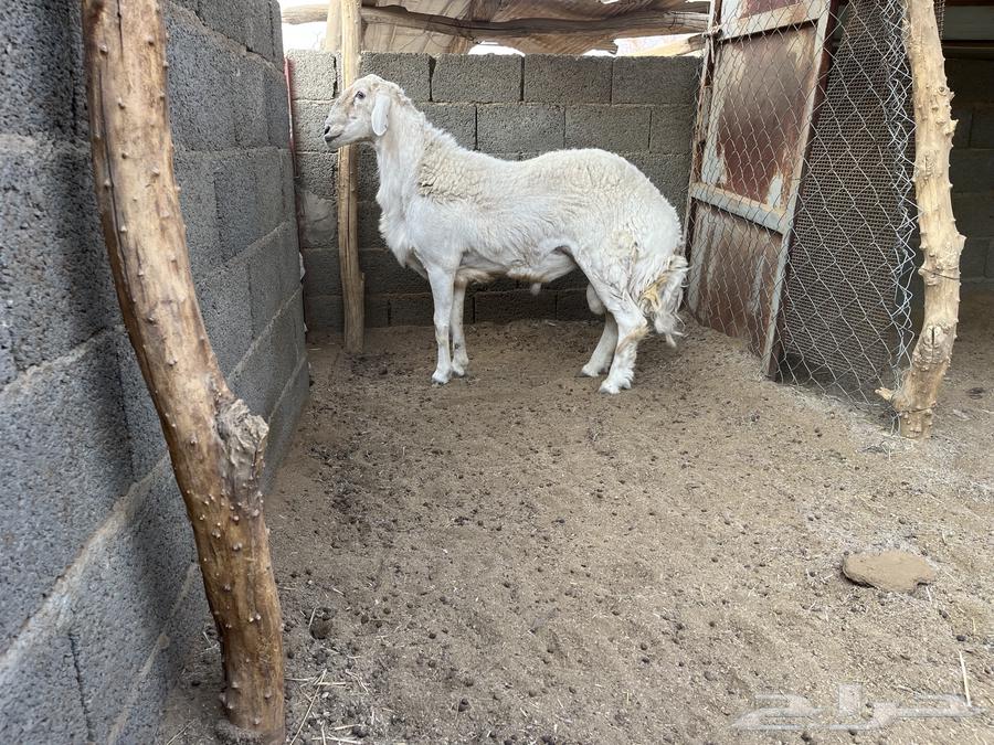 Fahel Houri64568633060737110