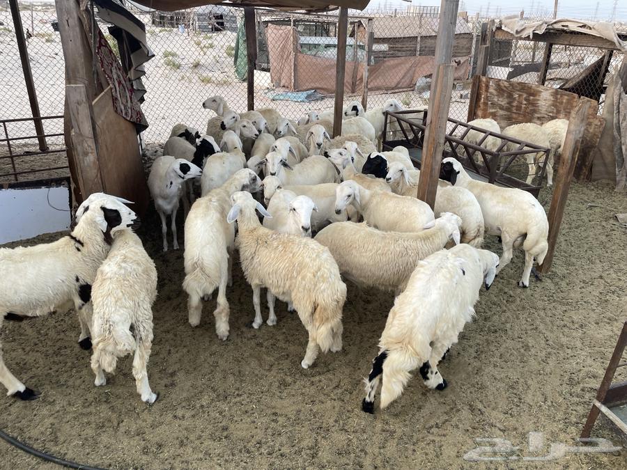 ذبايح للبيع الدمام الضاحيه السعر من 1400 الى 155064570421700225110