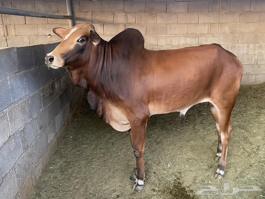 ثور بلدي بعمر سنتين64568454153474112