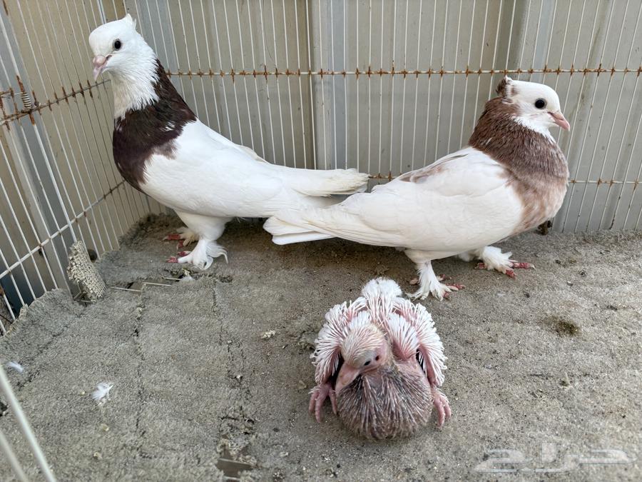 ايراني مطوق بانتاجه64568523432962114