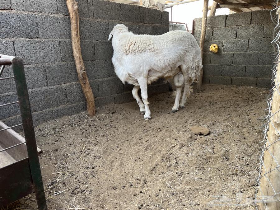 Fahel Houri64568633060737111