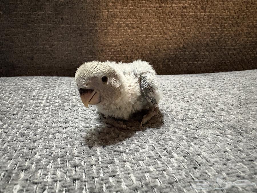 Farkh Rose (Sold)64563480519811111