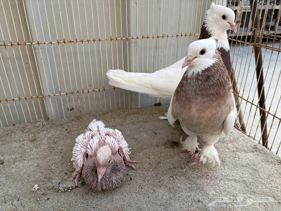 ايراني مطوق بانتاجه64568523432962110