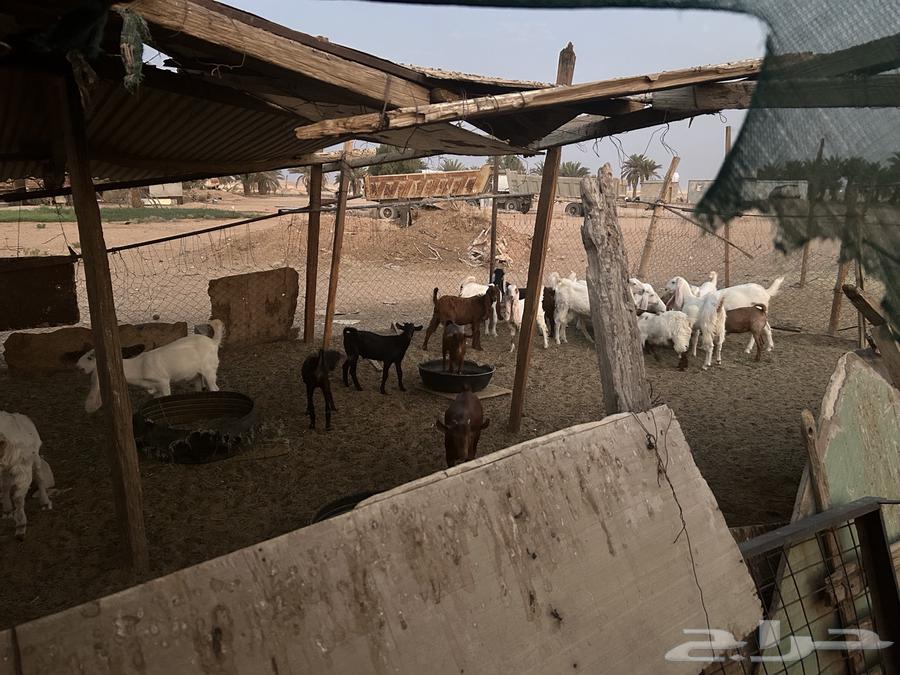 تيوس للبيع64565409934851111