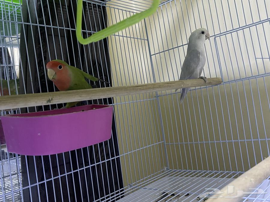 جوز روز - جوز كنيور64570162490626110