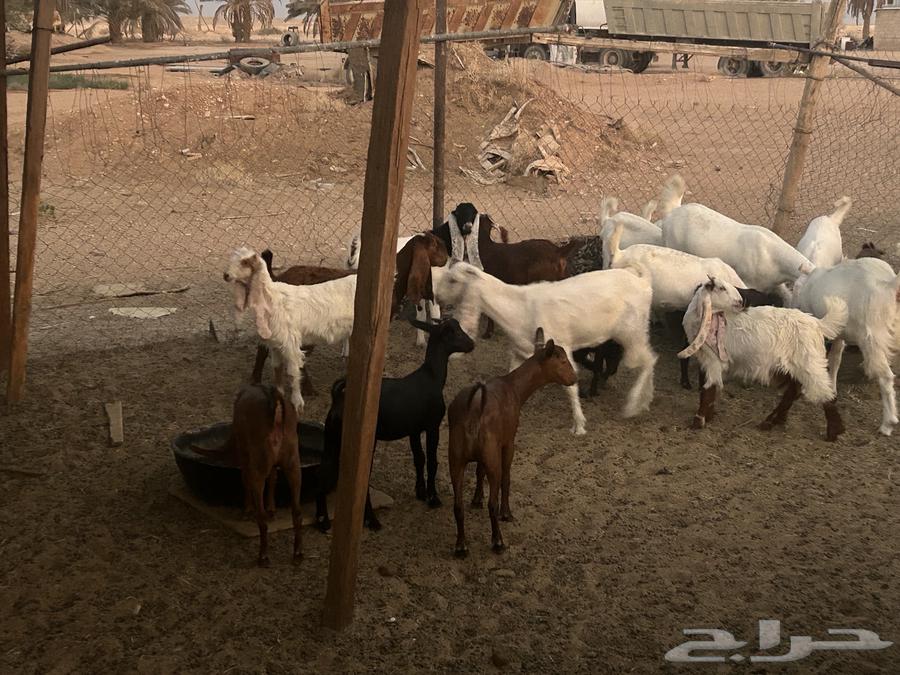 تيوس للبيع64565409934851110